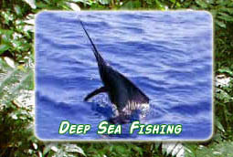Costa Rican Deep Sea Fishing