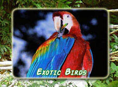 Exotic Birds of Costa Rica